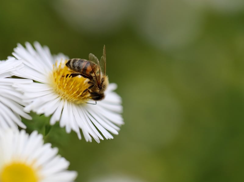 Bee