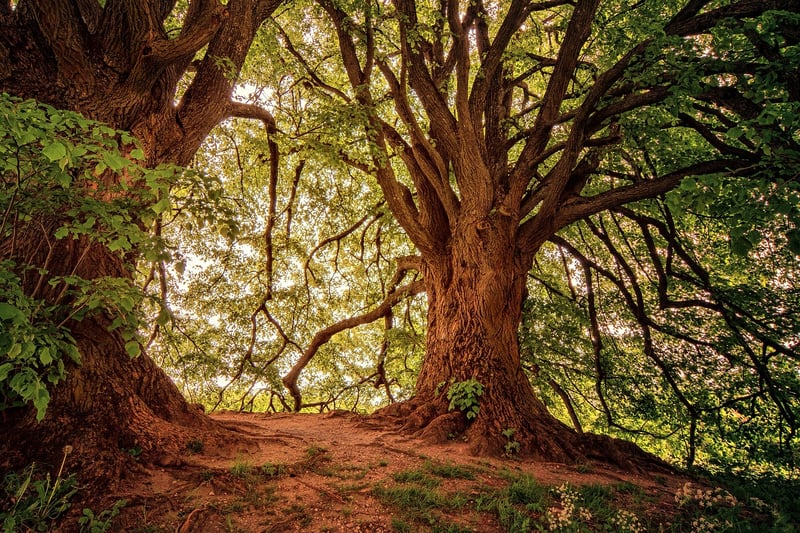 Forest Whisper